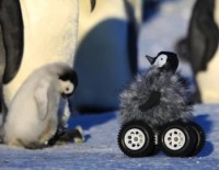 foto pinguino robot