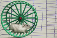 hamster running in the wheel.