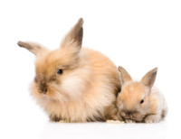 Coniglio nano riproduzione e cuccioli