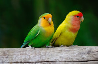 Pappagalli e pappagallini