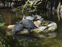 Yellow-bellied Slider Turtles