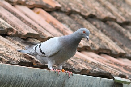 purebreed pigeon on roof