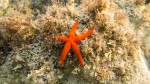 Mediterranean Red Starfish