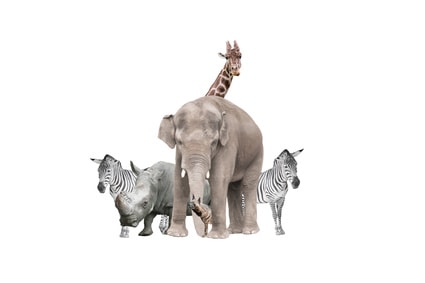 Wild animals on a white background isolated