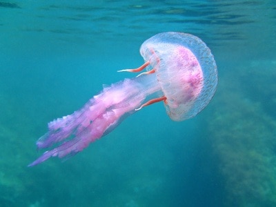 Come medicare una puntura di medusa