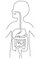 Apparato Digerente Da Colorare Cose Per Crescere