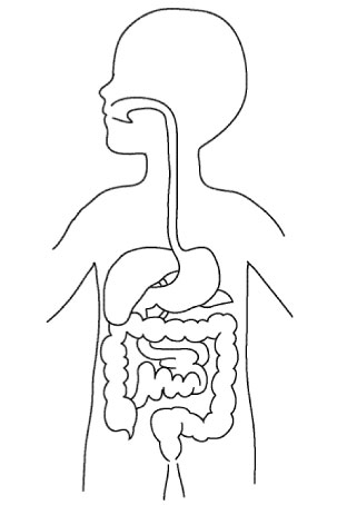 Apparato Digerente Da Colorare Cose Per Crescere