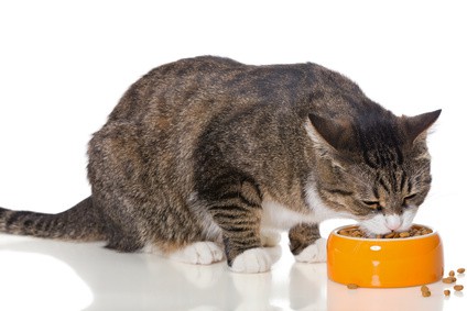 Alimentazione del gatto