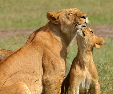 Mother Lion and Cub