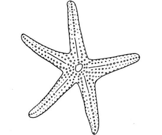 Come Si Disegna Una Stella Di Natale.Disegno Di Stella Di Mare Da Stampare Stella Marina Da Colorare