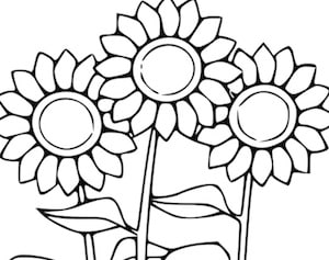 Girasoli Da Colorare Disegno Di Fiori Per Bambini Da Stampare Gratis