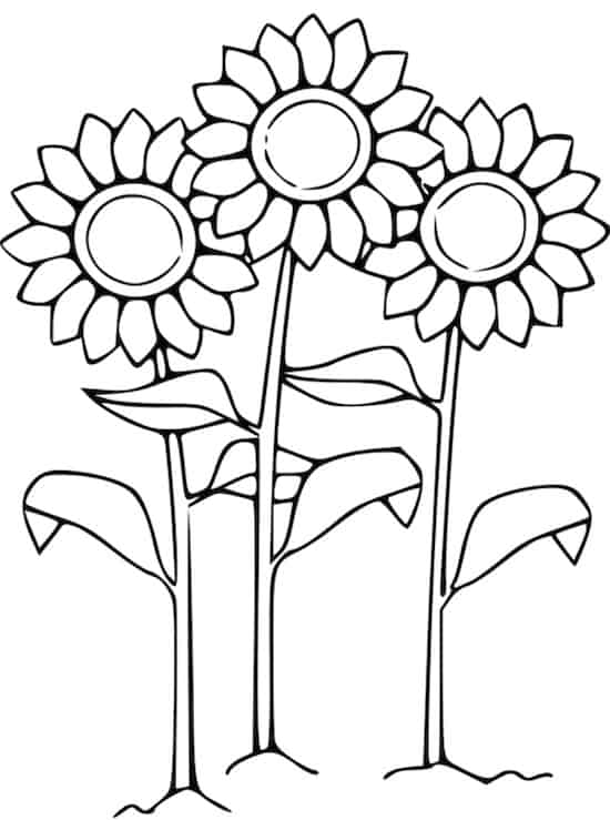 Girasoli Da Colorare Disegno Di Fiori Per Bambini Da Stampare Gratis