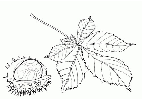 Disegno Di Castagna Riccio E Foglia Da Stampare Gratis E Da Colorare