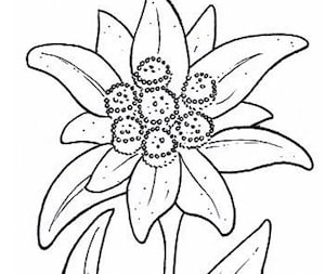 Disegno Di Stella Alpina Da Stampare Gratis Fiore Edelweiss Da Colorare