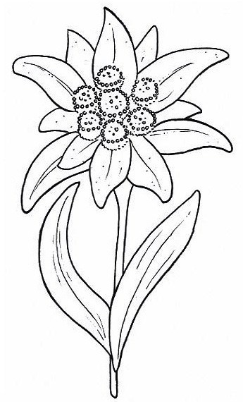 Disegno Di Stella Alpina Da Stampare Gratis Fiore Edelweiss Da Colorare