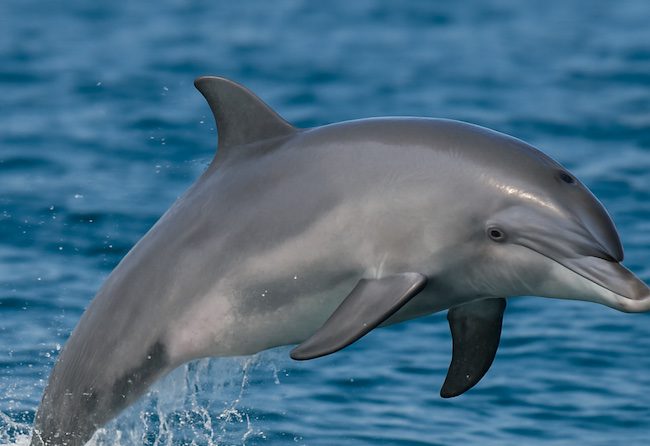 Delfino - Mammifero marino