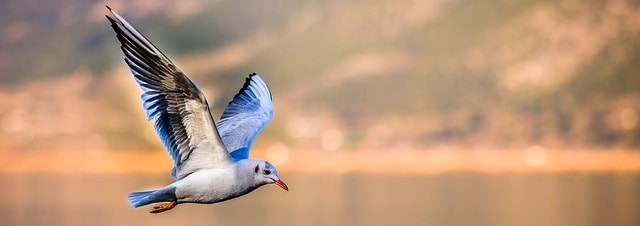 Gli Uccelli Spiegati Ai Bambini Della Scuola Primaria Cose Per Crescere