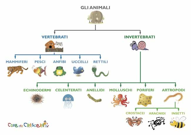 La Classificazione Degli Animali Scheda Per Bambini Della Scuola Primaria