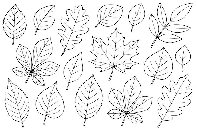 foglia autunno disegno