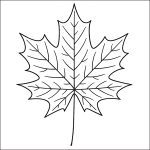 foglia di acero disegno da colorare