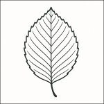 foglia di faggio disegno da colorare