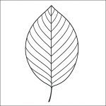 foglia di noce disegno da colorare