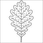 foglia di quercia disegno da colorare