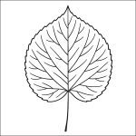 foglia di tiglio disegno da colorare