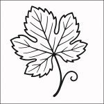 oglia di vite disegno da colorare