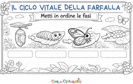 Ciclo vitale farfalla scheda didattica