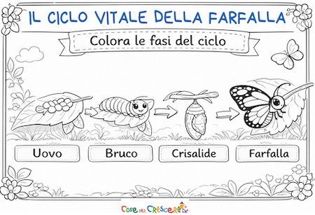 ciclo vitale farfalla da colorare