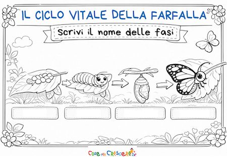ciclo vitale della farfalla scuola primaria scheda